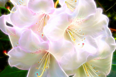 The Radiant Rhodo