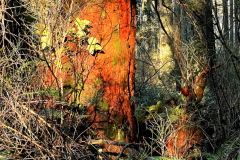 Bloodied Stump Hewn Rainforest