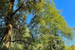 Cottonwood Riparian Forest