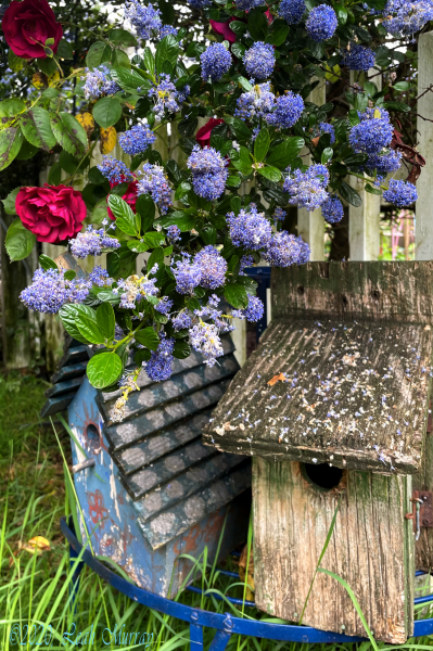 Birdhouses and Bushes