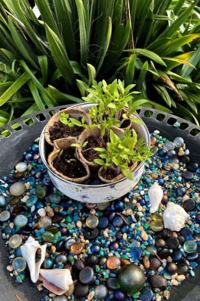 Coastal Birdbath with Tomatoes