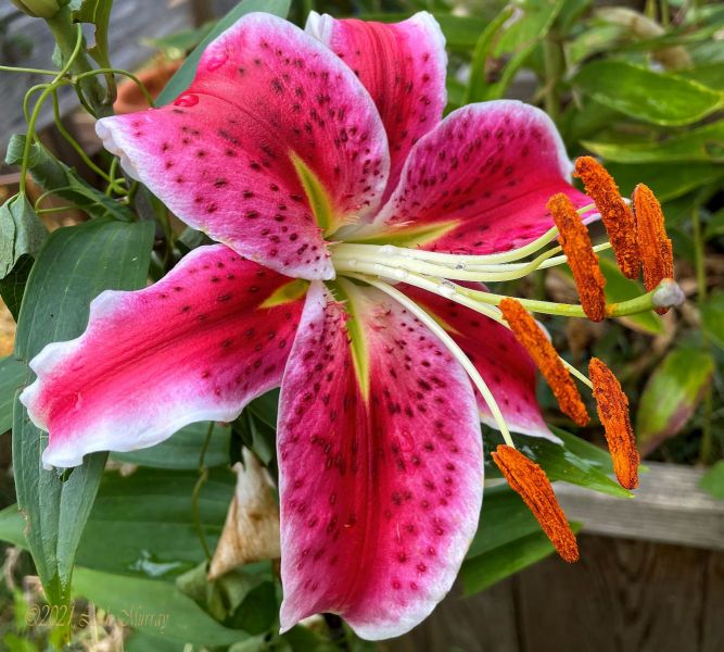 Miss Paddys Lily