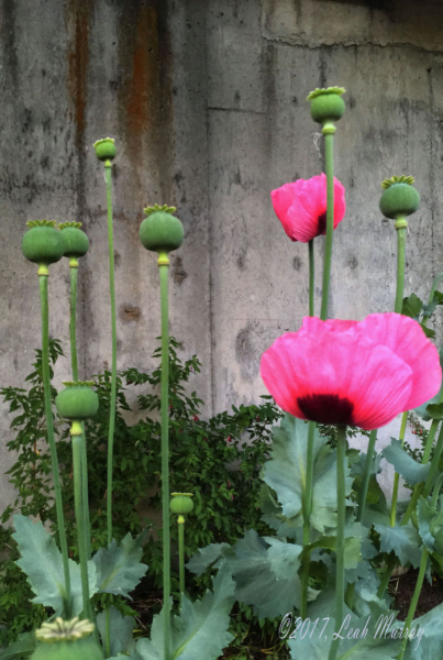 Poppy Plantation