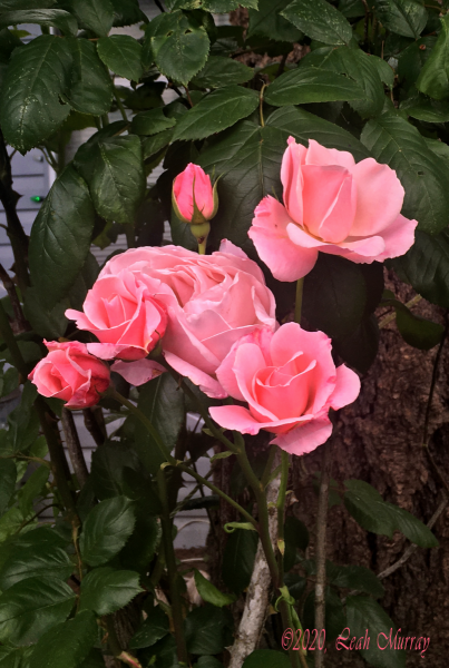 Picket Fence, Pink Roses