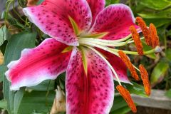 Miss Paddys Lily