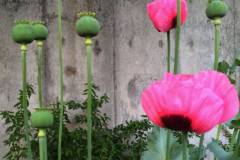Poppy Plantation