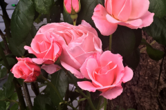 Picket Fence, Pink Roses