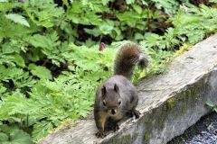 Douglas Squirrel Photo-ready
