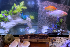 Fish-Faces Home for the Holidays