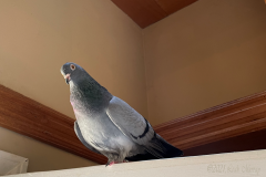 Walter Pigeon Rafters Perch