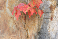 Canadian Shield with Autumn Maples