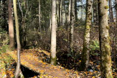 Plank Bridge