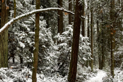 Stopping By The Woods On A Snowy Day