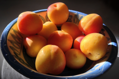 Plum Harvest