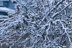 Blue Suburbia Winter Scene