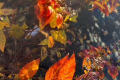 Morning Mist Burning Off