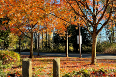 Passage To Autumn II