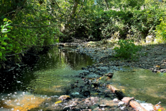 Salmon Spawning Beds